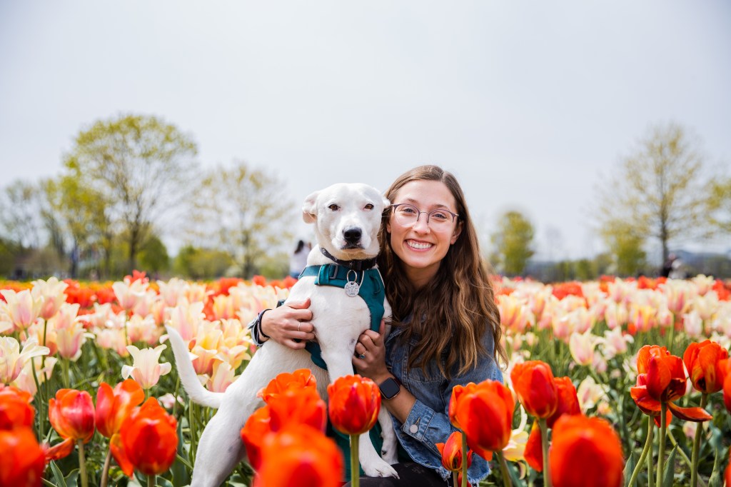 A young woman wearing glasses and a jean jacket poses for a photo in a field of tulips with a white dog. The dog is facing the camera with its ears pulled back and is wearing a black collar with a teal harness. The young woman has wavy, golden-brown hair.